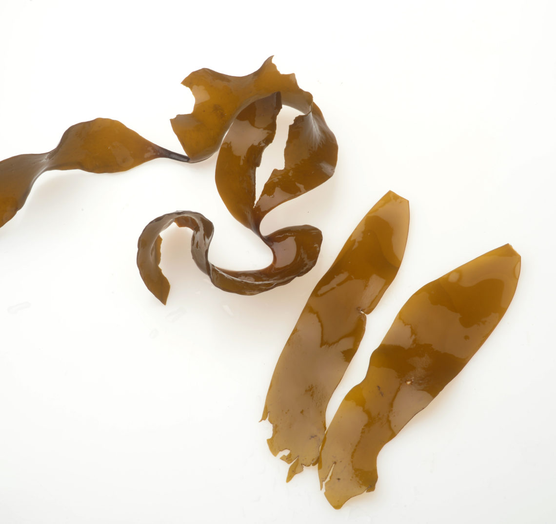 kombu fresh pacific coast