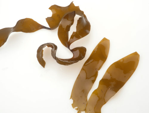 kombu fresh pacific coast